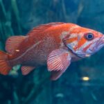 orange and gray fish in water