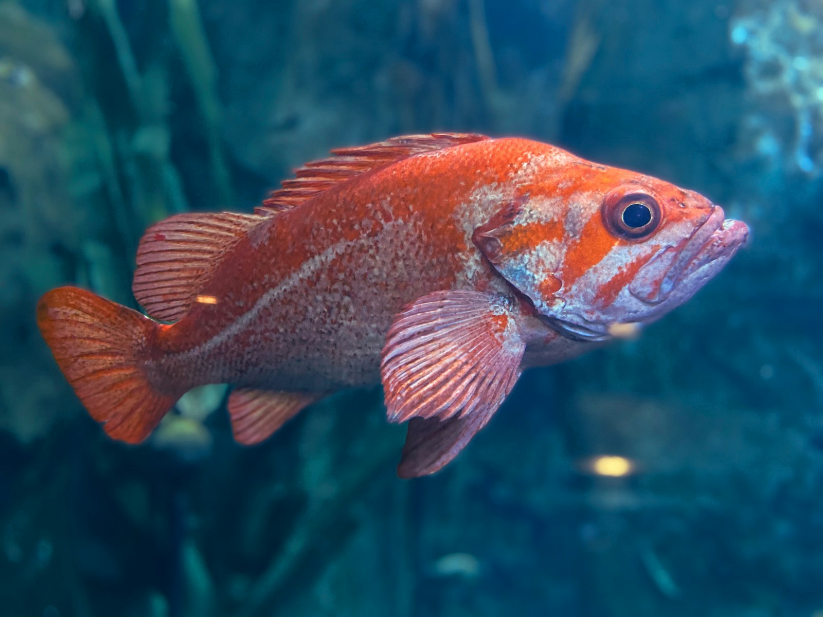 orange and gray fish in water