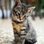 brown tabby kitten sitting on floor