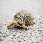 brown and black turtle on white sand during daytime